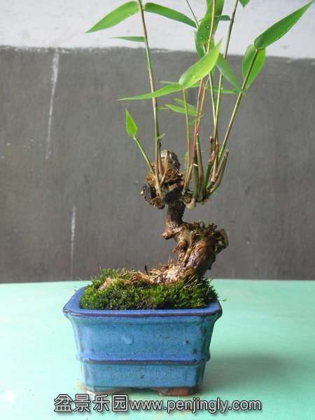 DSCF0096_С.JPG