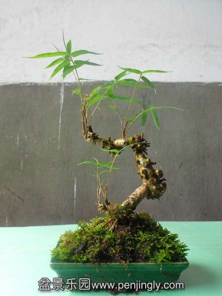 DSCF0099_С.JPG