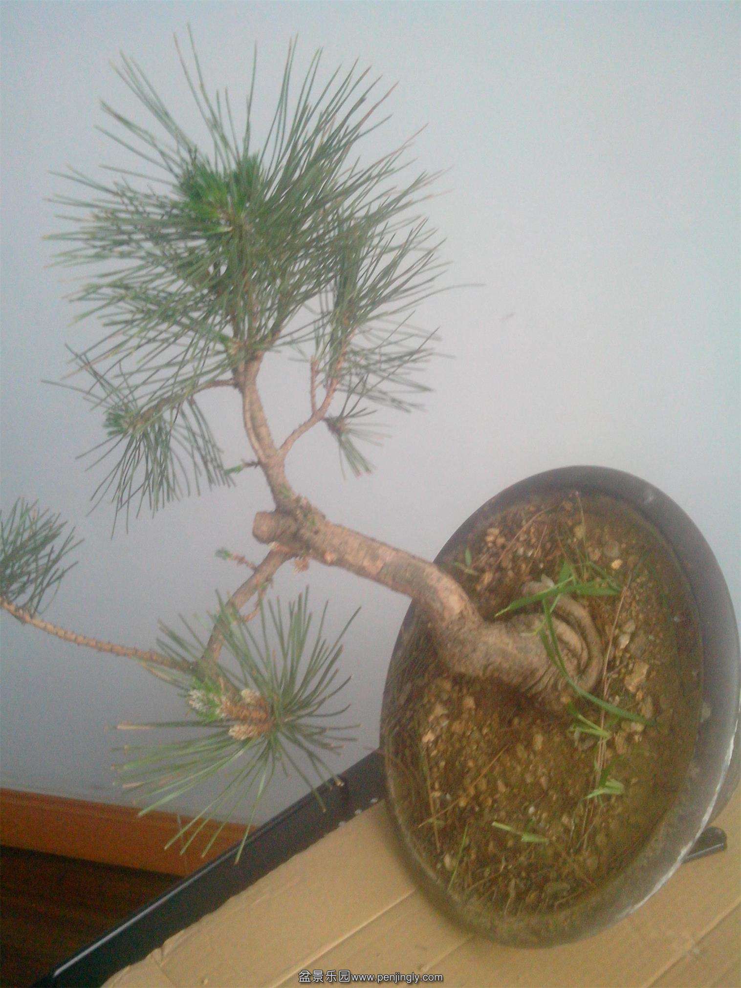 IMG20140616005.jpg