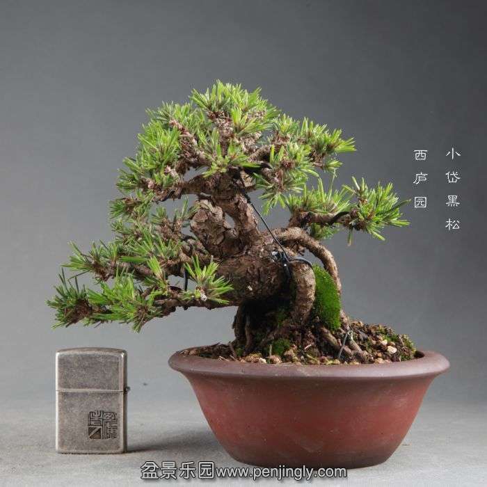 bonsai1409055.jpg