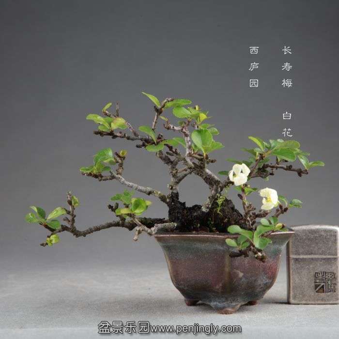 bonsai1408291.jpg