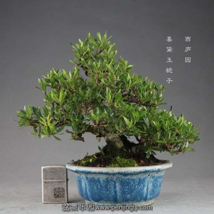 bonsai1409065.jpg