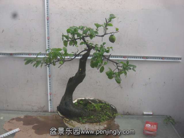 IMG_2967.JPG