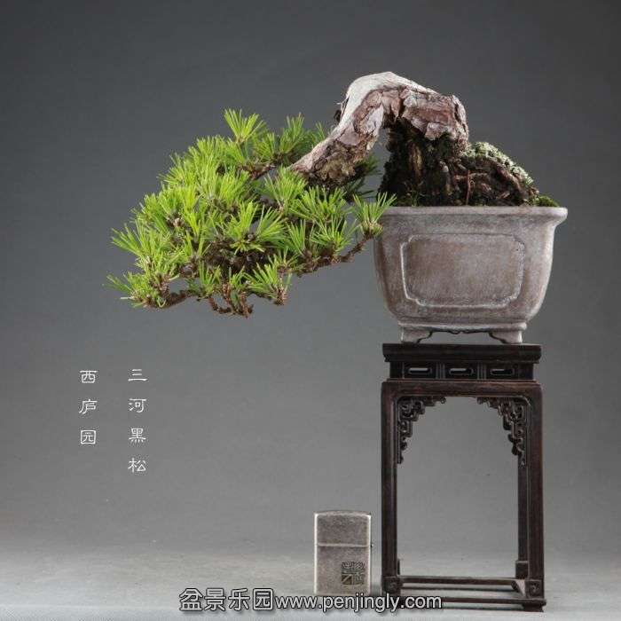 bonsai1409101.jpg