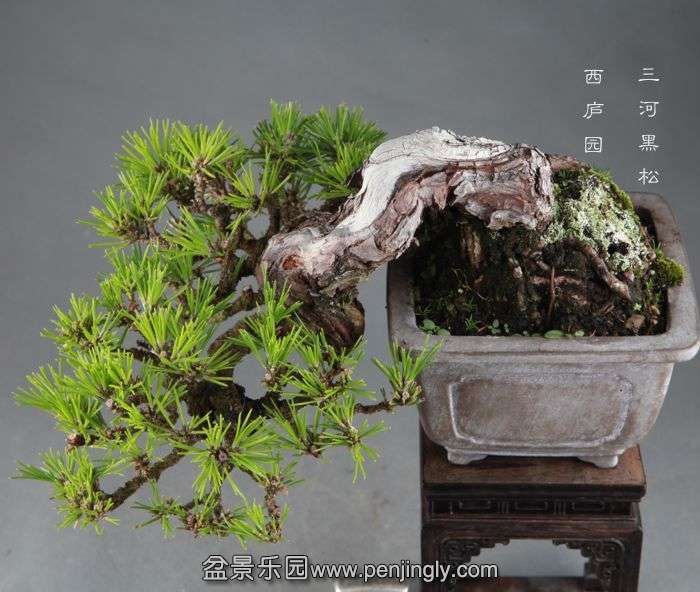 bonsai1409102.jpg