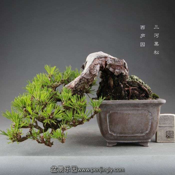 bonsai1409103.jpg