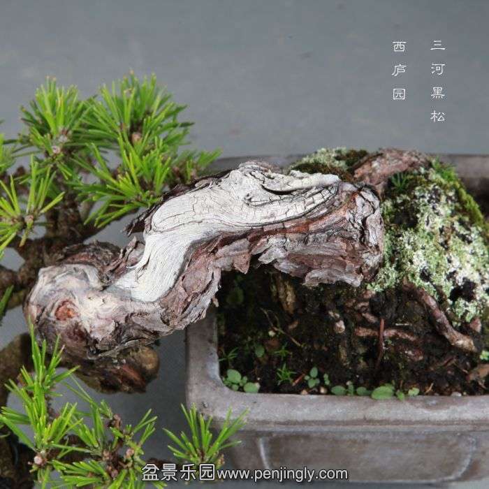 bonsai1409104.jpg