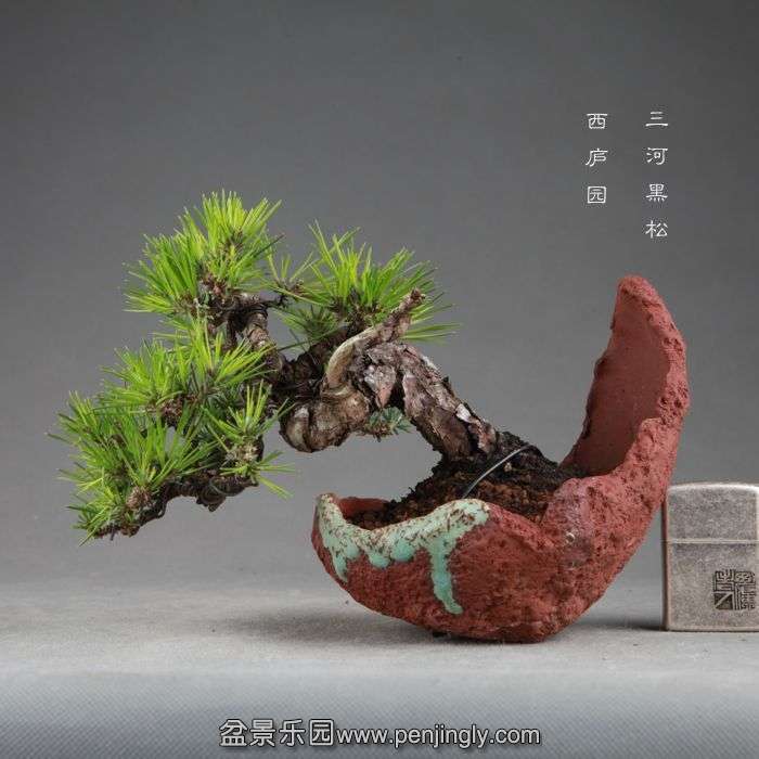 bonsai1409105.jpg