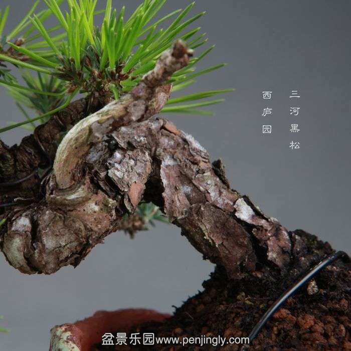 bonsai1409107.jpg