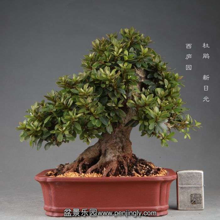 bonsai1409108.jpg