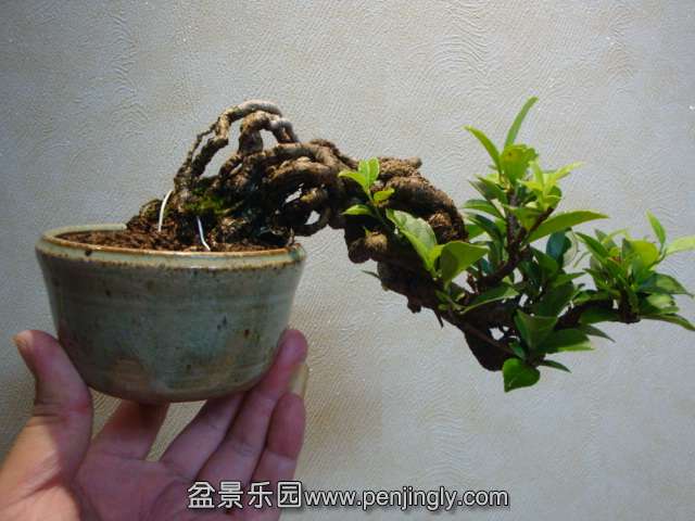 DSC08897.JPG