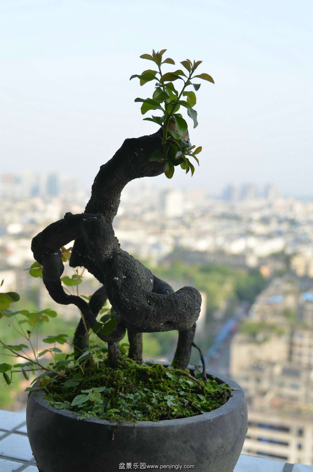 DSC_1278.JPG