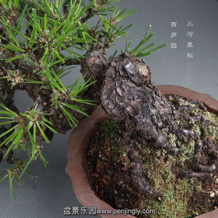 bonsai14091512.jpg