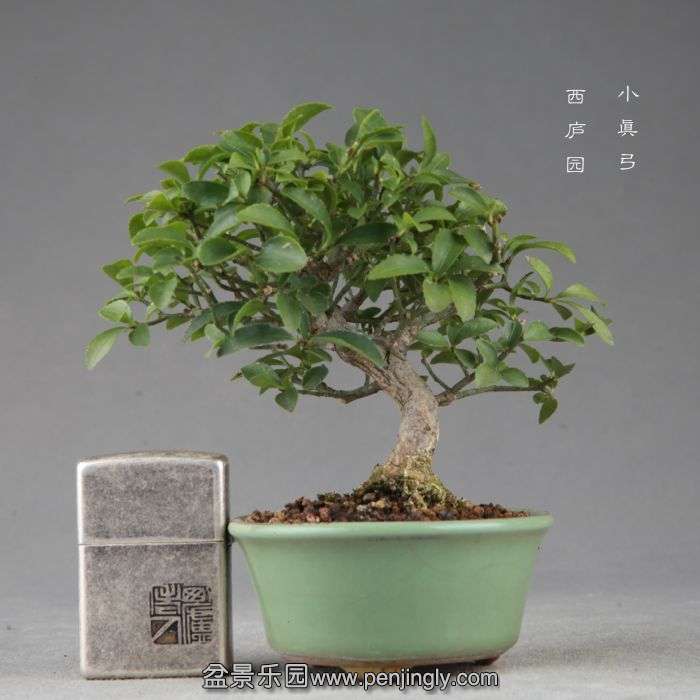 bonsai14091513.jpg
