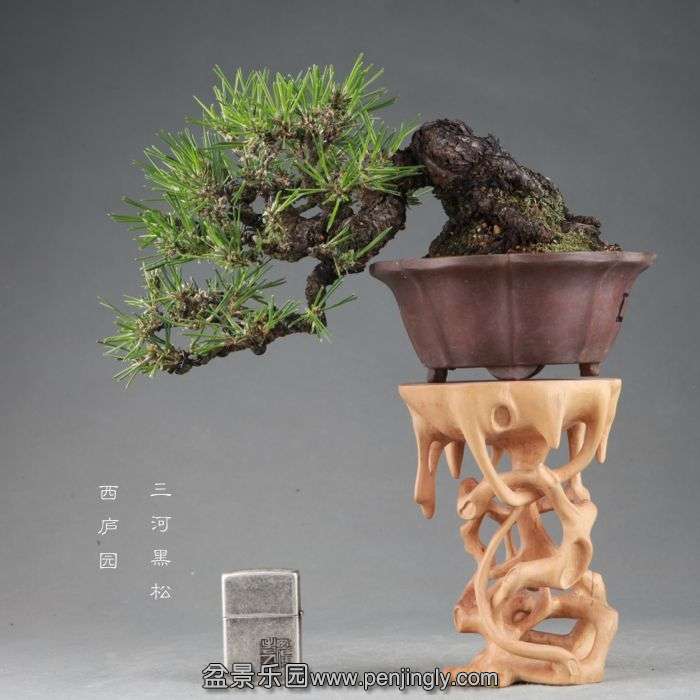 bonsai14091511.jpg