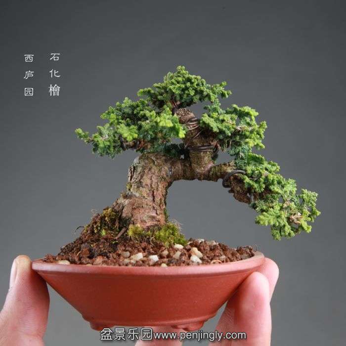 bonsai14091508.jpg