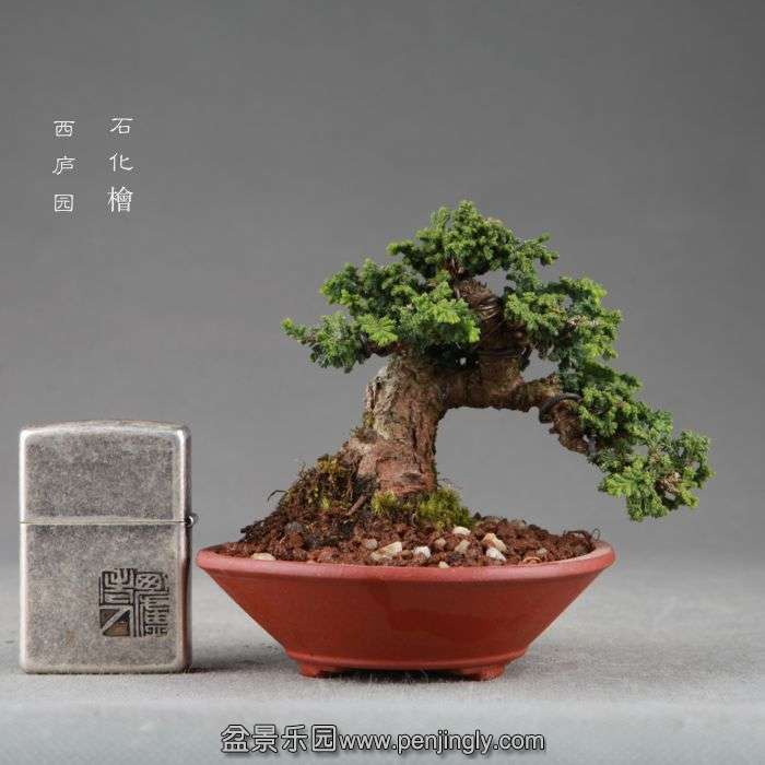 bonsai14091509.jpg