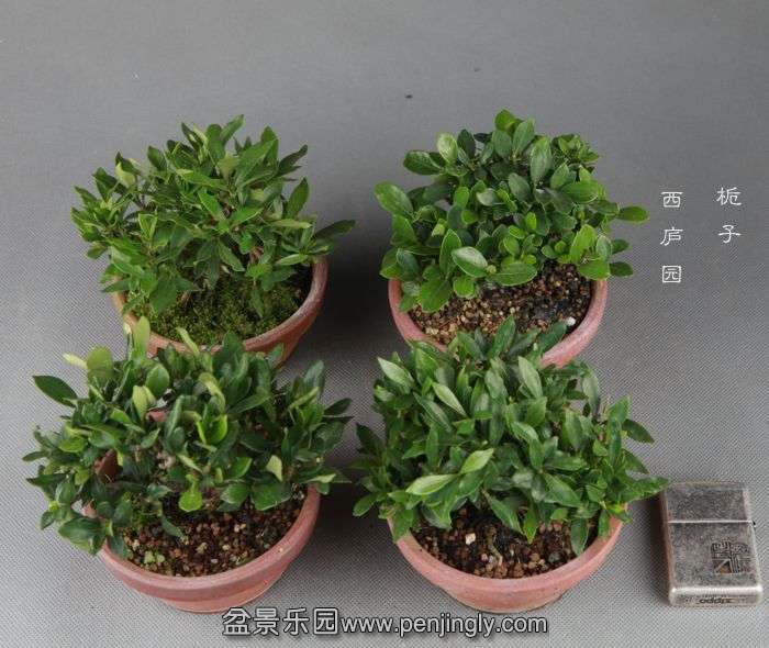 bonsai14091507.jpg