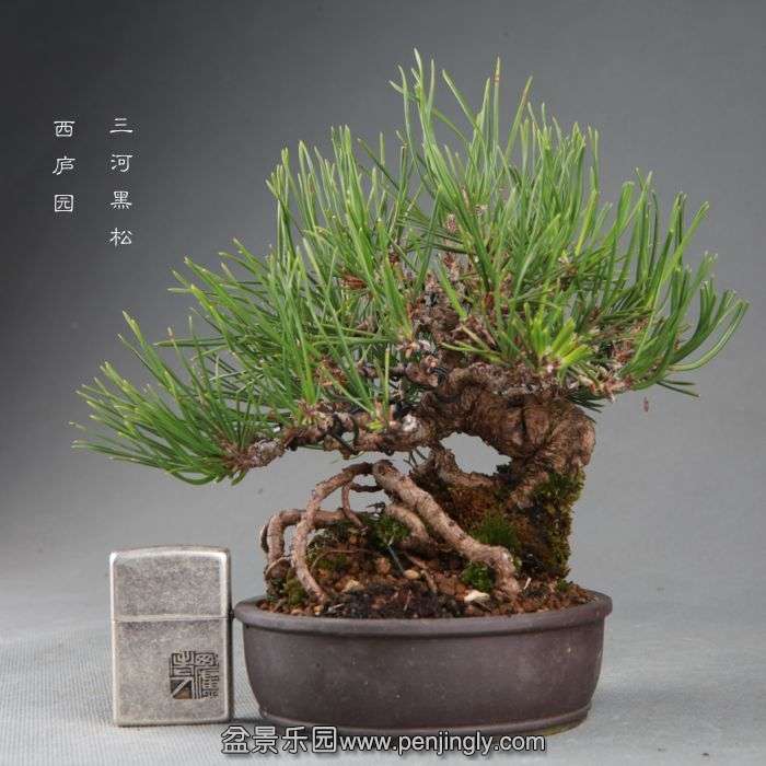 bonsai14091505.jpg