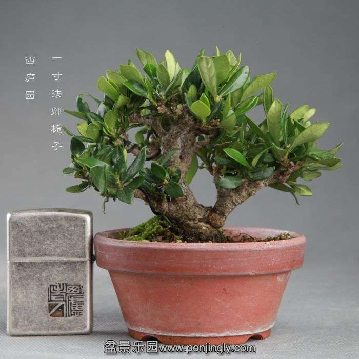 bonsai14091504.jpg