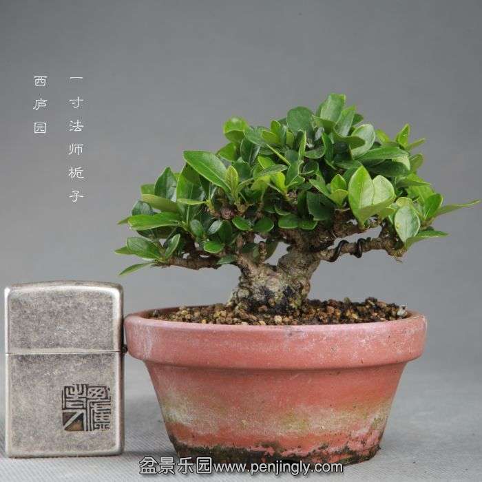 bonsai14091502.jpg