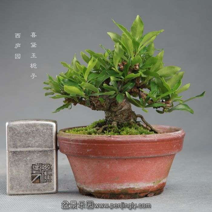 bonsai14091503.jpg