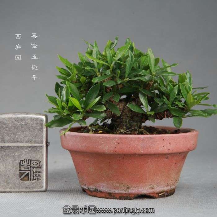 bonsai14091501.jpg