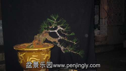 IMG_7827_.jpg