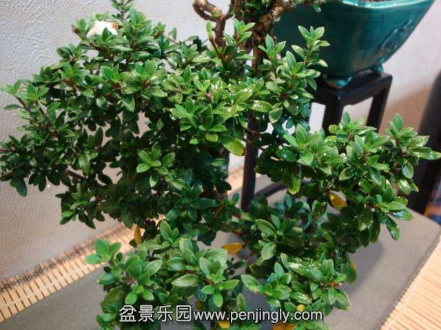 DSC08905.JPG