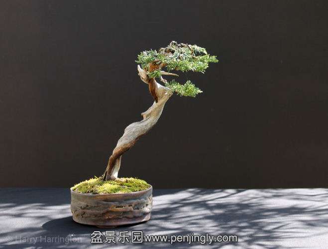 Juniper sabina literati bonsai (13).jpg