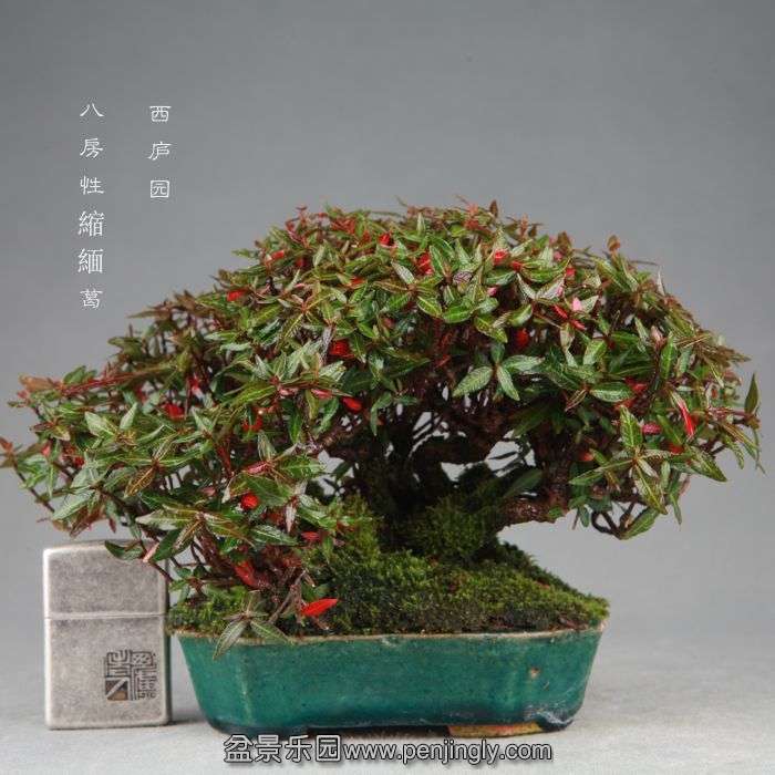 bonsai1409221.jpg