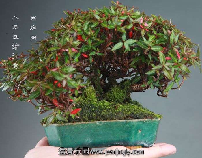 bonsai1409223.jpg