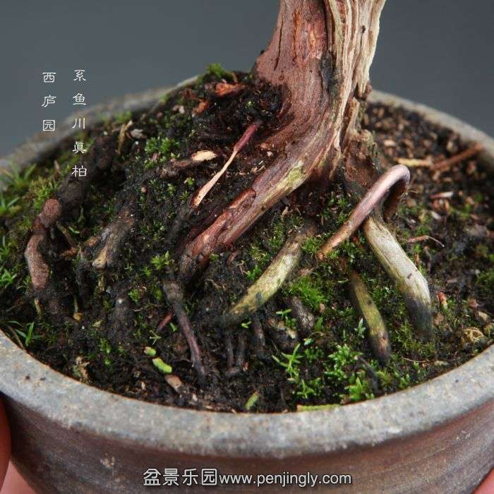 bonsai1409243.jpg