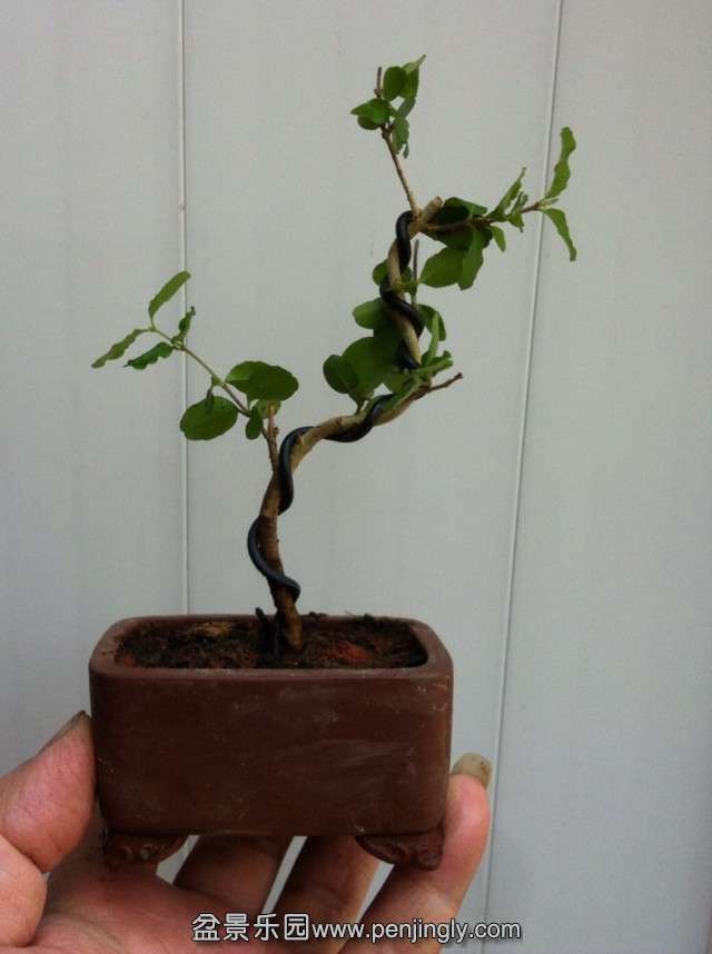 psb29.jpg