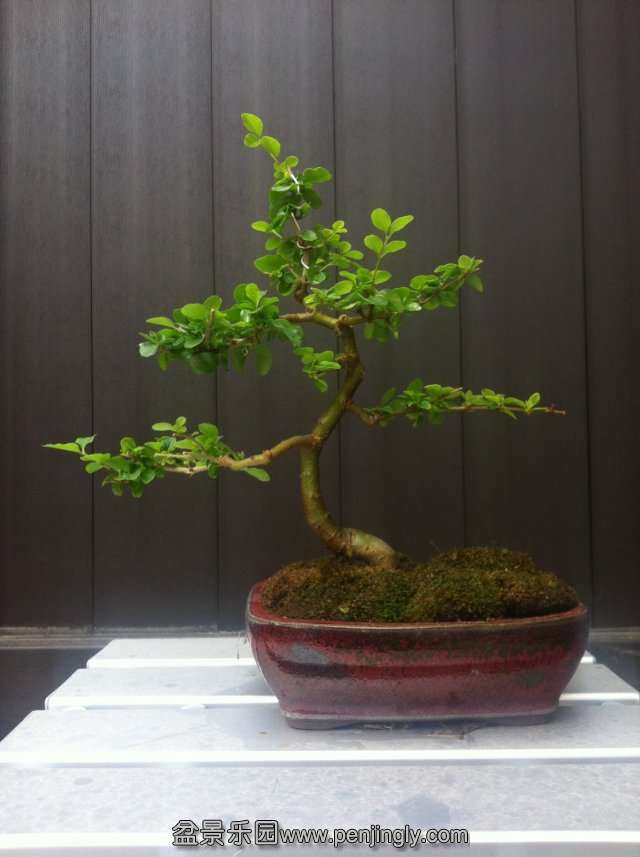 psb37.jpg