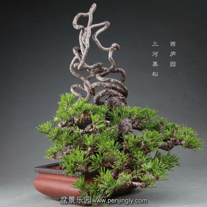 bonsai1409263.jpg