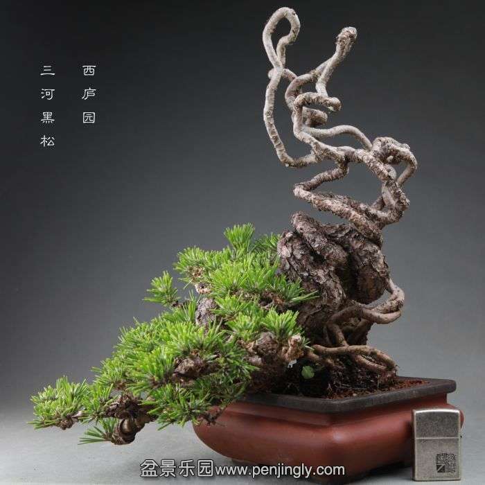 bonsai1409262.jpg