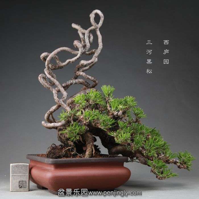 bonsai1409261.jpg