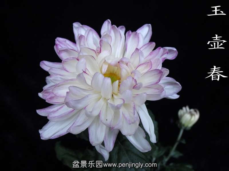 DSCF0206.jpg
