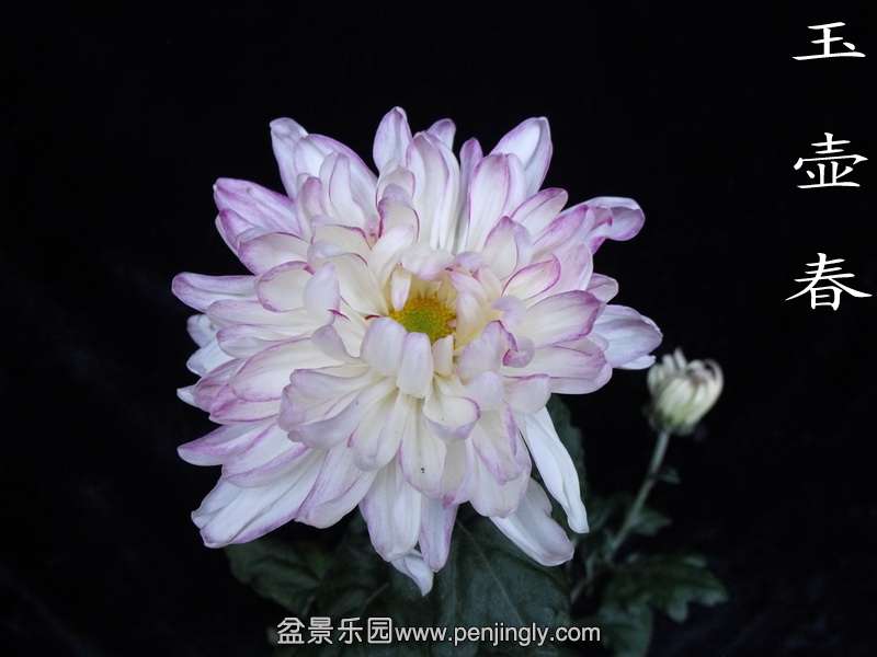 DSCF0208.jpg