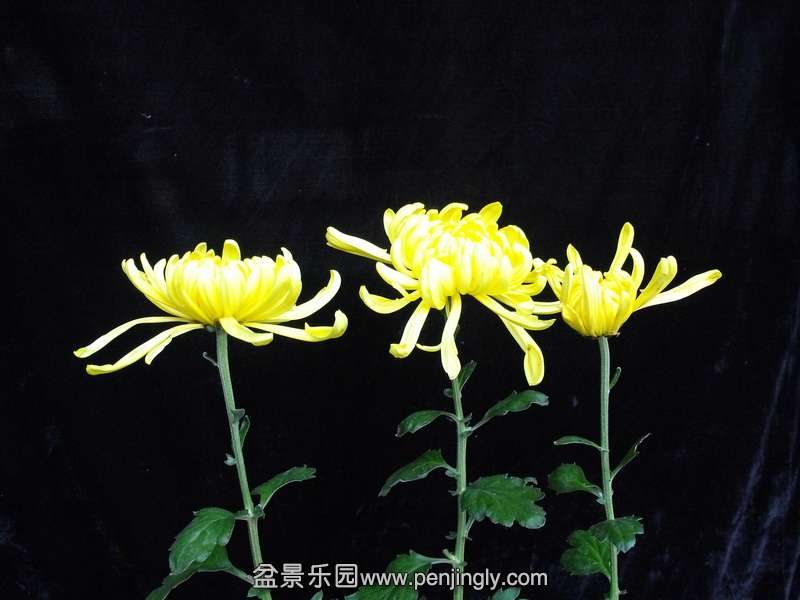 DSCF0211.JPG