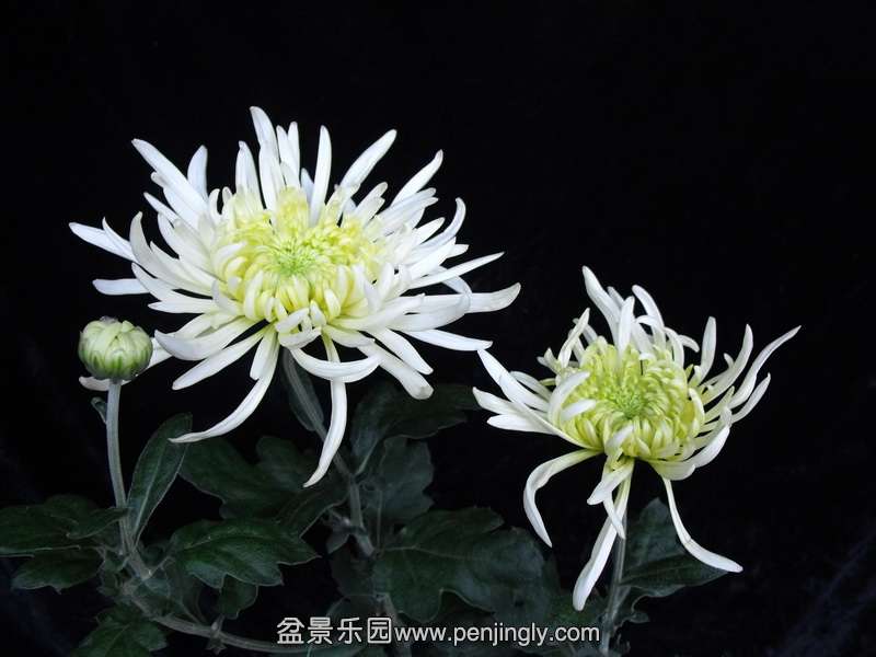 DSCF0213.JPG
