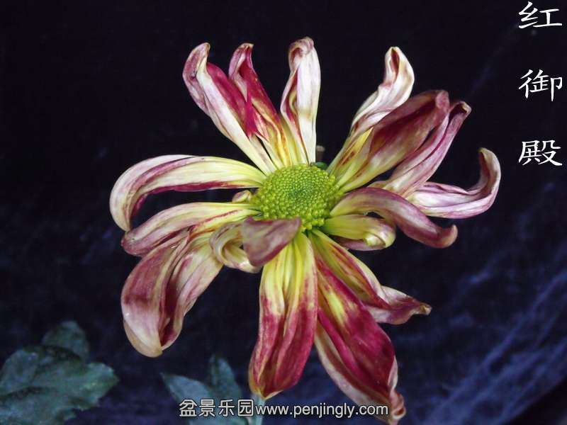DSCF0218.jpg