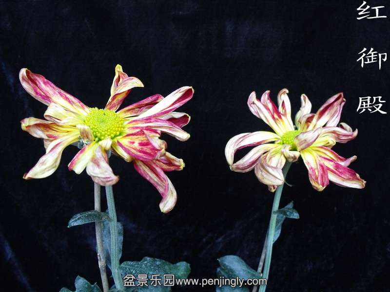 DSCF0220.jpg