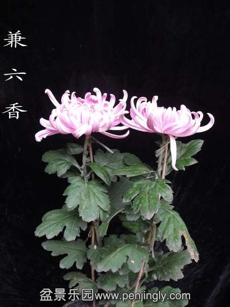 DSCF0237.jpg