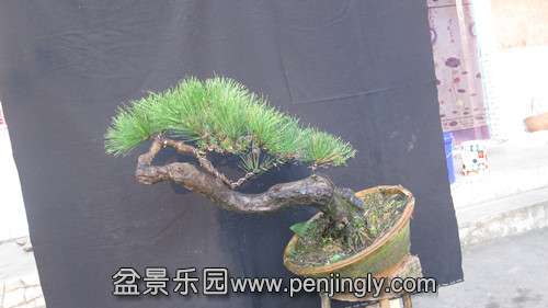IMG_7979_.jpg