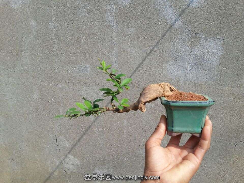-55215dd2ee1164ab.jpg