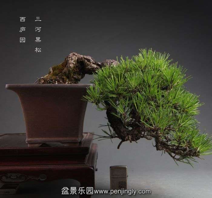 bonsai14100707.jpg