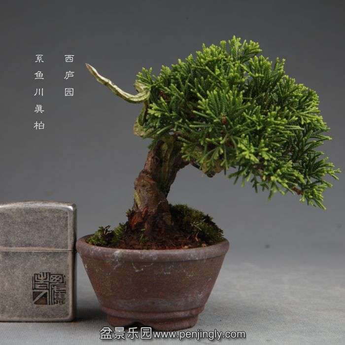 bonsai14100813.jpg