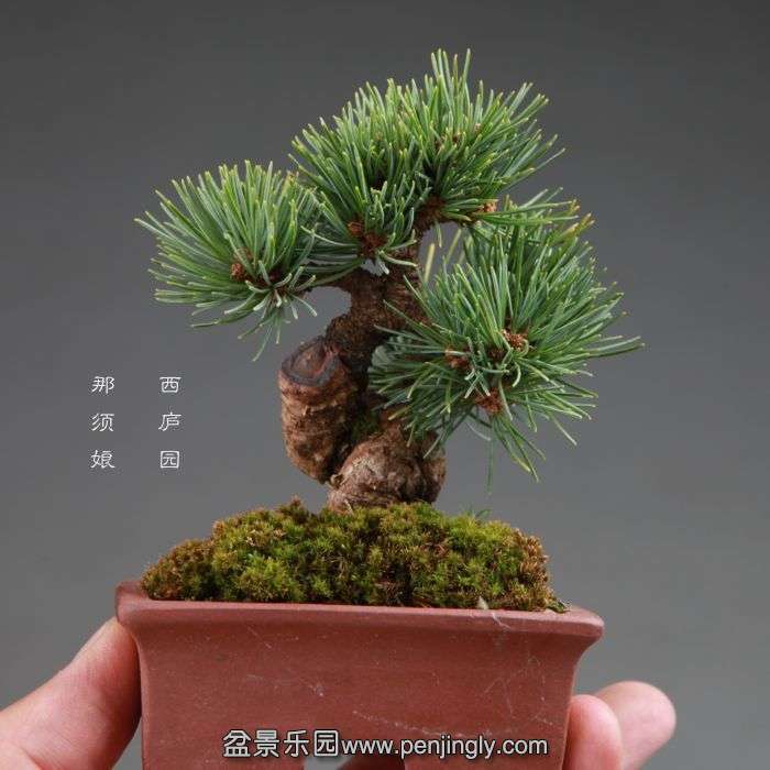 bonsai14100821.jpg